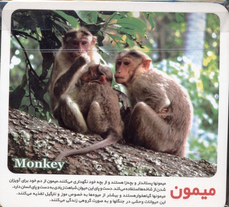 كارت تصوير آموزشي بين بين حيوانات وحشي فروشگاه اينترنتي هميشه